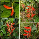 Garden Plant Camptosema Spectabile “Brazilian Chain Vine”