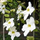 Garden Plant Thunbergia Grandiflora “Alba”