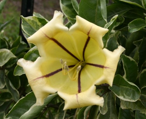 Garden Plant Solandra Maxima Variegated Golden Chalise