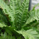 Garden Plant Asplenium Nidus Birds Nest Fern