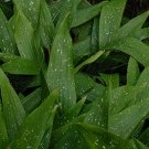 Garden Plant Aspidistra Elatior Milky Way