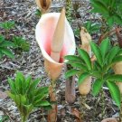 Garden Plant Amorphophallus Bulbifer