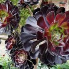Garden Plant Aeonium Purple Rosette