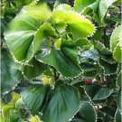 Garden Plant Acalypha Wilkesiana Hoffmanna