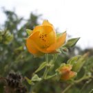 Garden Plant Abutilon Grandifolium Hairy Abutilon