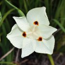 Garden Plant Yellow African Iris Dietes Bicolor