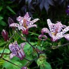 Garden Plant Tricyrtis Hirta Toad Lily