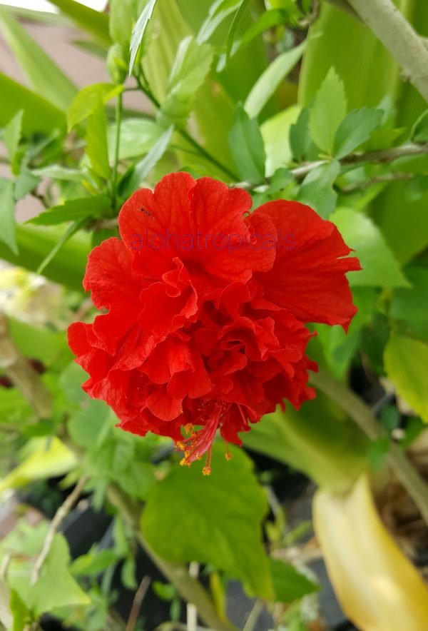 Garden Plant Red Hibiscus Carnation RosaSinensis
