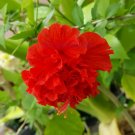 Garden Plant Red Hibiscus Carnation RosaSinensis