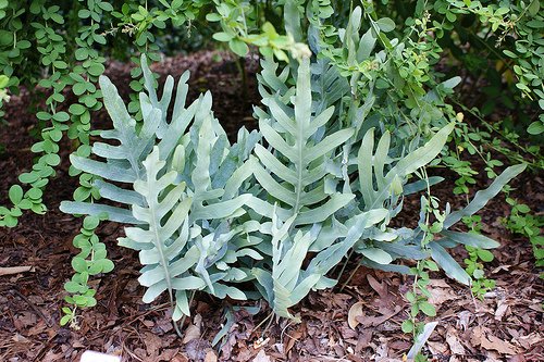 Garden Plant Phlebodium Pseudo Aureum Hauol&acirc;��e Laua&acirc;��i Fern