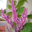 Garden Plant Odontonema Callistachyum Purple Fire Spike