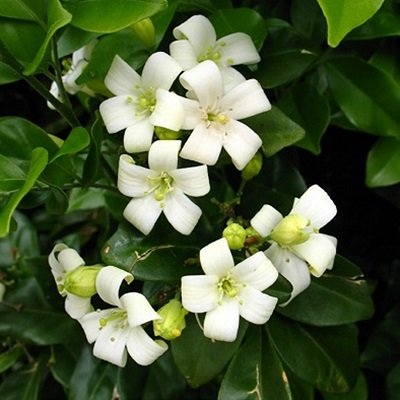 Garden Plant Murraya Paniculata Mock Orange
