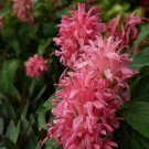 Garden Plant Justica Carnea Brazilian Plume Flower