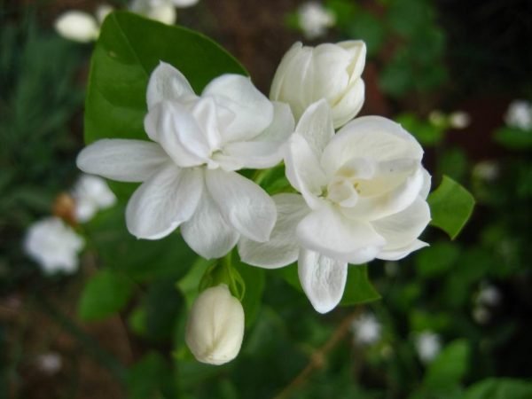 Garden Plant Jasmine &acirc;��Double White&acirc;��