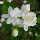Garden Plant Jasmine “Double White”