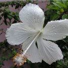 Garden Plant Hibiscus Malvaceae Swan Lake