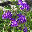 Garden Plant Duranta Sapphire Showers