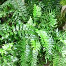 Garden Plant Cyrotomium Falcutum Japanese Holly Fern