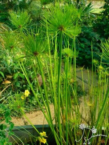 Garden Plant Cyperus Papyrus Egyptian Water Plant