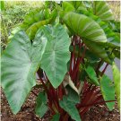 Garden Plant Colocasia Red Stem Rhubarb
