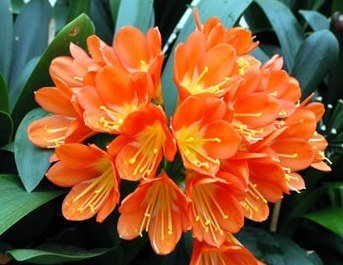 Garden Plant Clivia Miniata Lilly Orange