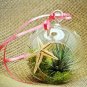 Super Sale Live Air Plant Bromeliad Tillandsia Ionantha Easy to Care Indoor