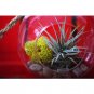 Super Sale Air Plant Home Decor