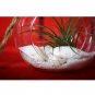 Super Sale Air Plant 2 Set