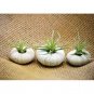 Super Sale Mini Oakleaf Creeping Fig Terrarium Topiary HousePlant
