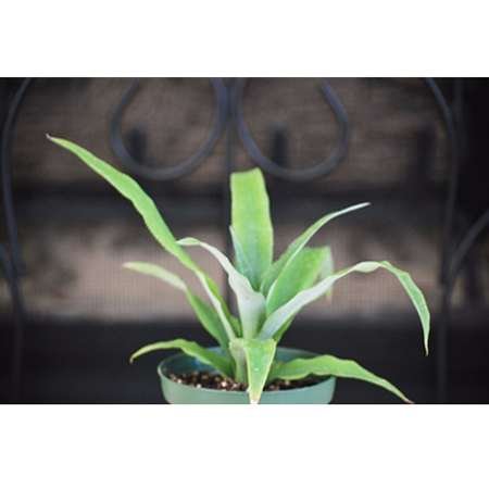 Super Sale White Pink Brazilian Jasmine Plant Mandevilla Indoors or Out