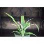 Super Sale White Pink Brazilian Jasmine Plant Mandevilla Indoors or Out