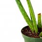 Super Sale Silver Frost English Lavender 2 Pack
