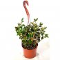 Super Sale Aloe Vera Medicine Plant