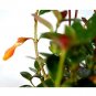 Super Sale Aloe Vera Medicine Plant