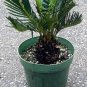 Super Sale Pink Brazilian Jasmine Plant