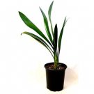 Super Sale Red Crown of Thorns Plant Euphorbia splendens Super Sale Red Crown of Thorns Plant Euphorbia splendens