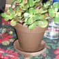 Super Sale Juniper Procumbens Nana Bonsai Starter Plant