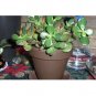 Super Sale Juniper Procumbens Nana Bonsai Starter Plant