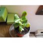 Super Sale Juniper Procumbens Nana Bonsai Starter Plant
