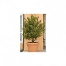 Super Sale Bougainvillea rare pink  white kona pearl plant indoors out or bonsai