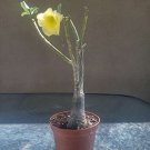 Super Sale Dragon Fruit Plant Hylocereus Pitaya Strawberry Pear