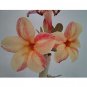 Super Sale Dragon Fruit Plant Hylocereus Pitaya Strawberry Pear