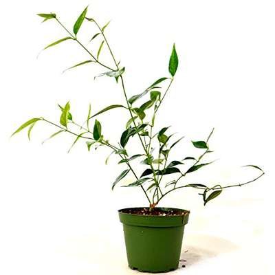Super Sale Strawberry & Cream Ruby Rubber Tree Plant Ficus