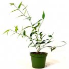 Super Sale Strawberry & Cream Ruby Rubber Tree Plant Ficus
