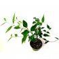 Super Sale Strawberry & Cream Ruby Rubber Tree Plant Ficus