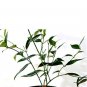Super Sale Strawberry & Cream Ruby Rubber Tree Plant Ficus