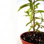 Super Sale Lady Margaret Passion Flower Plant Passiflora