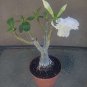 Super Sale MAYPOP PURPLE PASSION FLOWER PLANT PASSIFLORA INCARNATA
