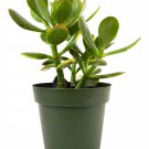 Super Sale Jasmine Maid of Orleans Plant