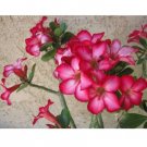 Super Sale Air Plant 3'' Pink Murex Shell Kit